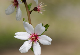 almond blossoms